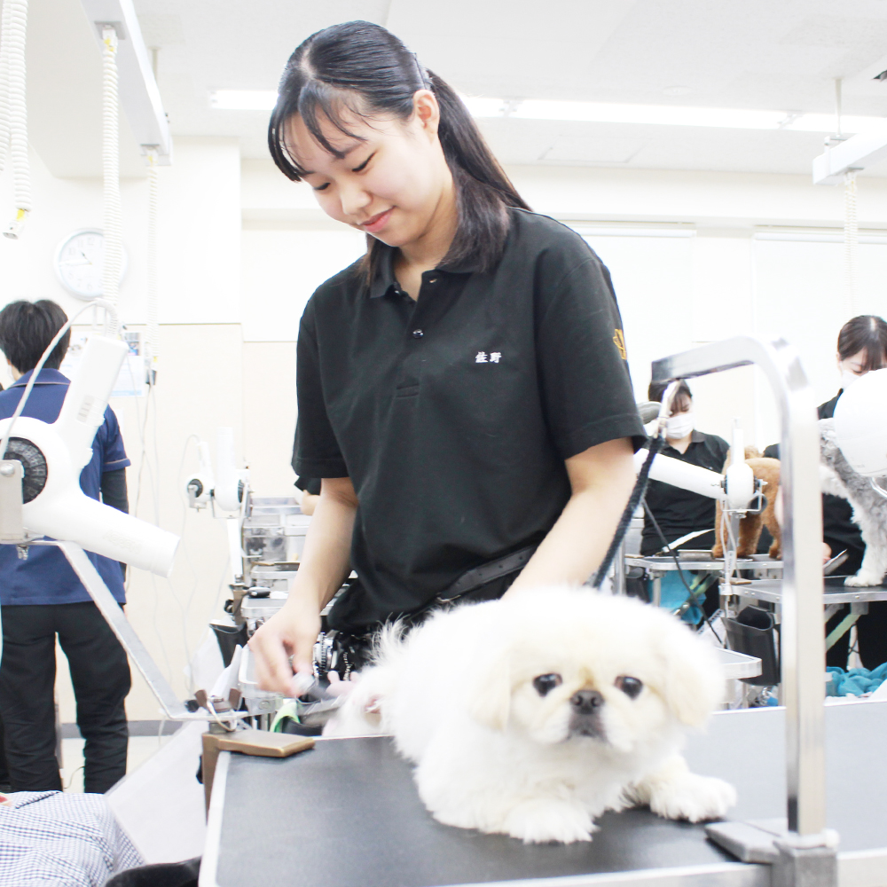 ２年生、お客様犬のトリミング☆